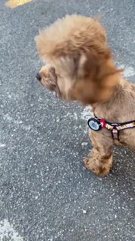 The video shows a small, light brown dog with curly fur, possibly a poodle mix, walking on a paved surface. The dog is wearing a black harness with a pink floral pattern and a circular tag. The dog's head is mostly obscured by motion blur, but its tongue is visible, and it appears to be looking to its left. The background is out of focus but suggests an outdoor setting with a gray, textured ground. There are no people visible in the video. The dog's tail is curled upwards. The lighting suggests it is daytime.
