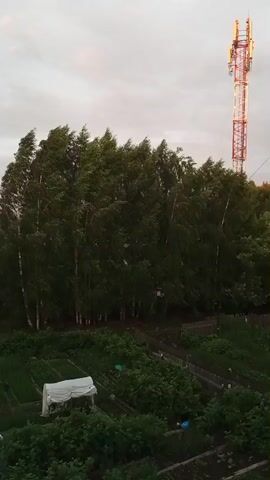 A cell tower stands tall in the background, its red and white structure visible against a cloudy sky. In the foreground, a dense line of trees, primarily birches with their distinctive white bark, are being buffeted by strong winds, causing their leaves to sway dramatically. Below the trees, a garden area is visible, with neat rows of green plants. A small white structure, possibly a greenhouse or a cover for plants, is situated in the garden. A wooden fence runs along the edge of the garden, separating it from the viewer's perspective. The overall scene suggests an outdoor environment with a focus on the natural elements and some signs of human cultivation.