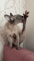 Cornish Rex cat posing and grooming on a pink chair in Moscow