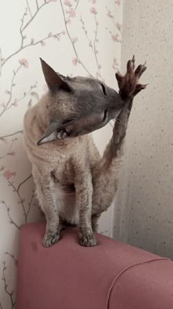 Cornish Rex cat posing and grooming on a pink chair in Moscow