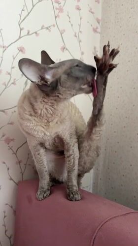 Cornish Rex cat posing and grooming on a pink chair in Moscow