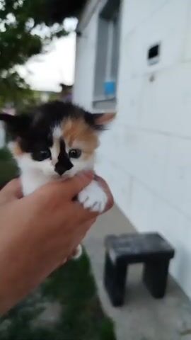 This media file features a close-up shot of a tiny, calico kitten being held by a person's hands. The kitten is predominantly white with patches of black and orange/tan fur on its head and back, and its eyes are wide and curious. The person's hands are gently cradling the kitten, suggesting a nurturing and caring interaction.

The setting appears to be an outdoor environment, likely a backyard or garden, given the presence of green grass, trees with lush foliage in the background, and a hint of a building with white siding. A small, dark-colored wooden stool is visible in the mid-ground to the right. The lighting suggests it might be late afternoon or early evening, with soft, diffused light. The overall mood is peaceful and endearing, centered on the adorable kitten. There is no visible text in the media file.