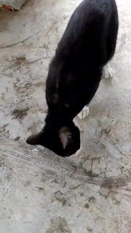 The video shows a black cat with white paws eating something from a gray concrete surface. The cat is bending its head down to the ground to eat. The surface has some discoloration and markings on it. There appears to be a bag or cloth in the background. A person can be heard saying "Alhamdulillah" after the cat eats.