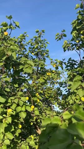 The video shows a tree laden with unripe apricots against a bright blue sky. The camera moves upward, shifting focus from the apricots to the sky, which becomes increasingly filled with wispy clouds. The video conveys a sense of serenity and the beauty of nature.