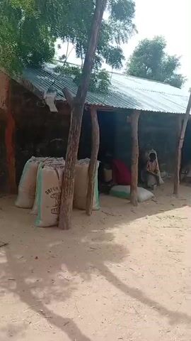 The video begins by showing a rustic building with a corrugated metal roof and rough, textured walls. Several large, pale sacks are piled against the side of the building, leaning against a wooden post. The ground is sandy and bare, with some dry foliage scattered about. Sunlight casts shadows, suggesting it's daytime.

The camera then pans to reveal a wider view of the setting in Madugu, Nigeria. The scene shifts to an open, dusty area with scattered trees and low-lying vegetation. In the distance, there are several buildings with similarly rough-textured walls and thatched or metal roofs, characteristic of a rural village. A narrow dirt path winds through the landscape.

The perspective then changes to a first-person view from a motorcycle. The handlebars and part of the speedometer are visible in the foreground. The motorcycle appears to be moving along the dirt path. The surrounding environment remains consistent with the earlier shots: dusty ground, green vegetation, trees, and the distant village structures. The sky is visible with some clouds, indicating it's likely daytime with fair weather. The overall impression is of a journey through a dry, rural area in Nigeria, possibly a village or its outskirts. No people are clearly visible in the footage, and no text is discernable.