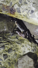 Crab spotted hiding among rocks in coastal environment