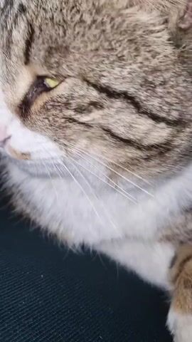 A close-up shot focuses on the face of a tabby cat with a white chest. The cat has closed eyes, appearing sleepy. The background is dark and out of focus.