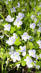 Spring flowers bloom as bees forage in Russian village