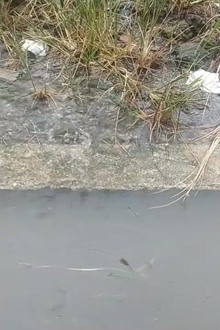 The video shows an outdoor scene featuring a body of water next to a grassy bank. A concrete edge separates the bank from the water. Water is flowing from the grassy area over the concrete edge and into the main water body, creating small disturbances and ripples at the point of entry. The water in the larger body appears murky and grey, with some small pieces of debris or insects visible on its surface. The grass on the bank is a mix of green and dry, brown blades, and a few small white pieces of litter (possibly paper or plastic) are scattered among the grass. The lighting suggests it is daytime. No people are visible in the frame. The scene appears to be a natural or semi-natural water channel, possibly in a rural or semi-rural setting.