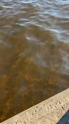 The video begins with a close-up view of murky water with sunlight shimmering on the surface. The bottom of the body of water is visible, with rocks and debris scattered across it. A concrete embankment is present in the lower right corner of the frame. The camera then pans out to reveal a wide expanse of water, with a cityscape visible in the distance. The cityscape includes several tall buildings, a Ferris wheel, and other structures. The sky is clear and blue, indicating a sunny day. The water is rippling, and the sun's reflection creates sparkling patterns on its surface. There are no people or animals visible in the video.