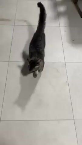 A video shows two cats on a tiled floor. The camera points down, following the cats as they walk. The first cat is tabby, walking toward the camera. It stops and looks at the camera, then walks off to the side. The camera follows it as it walks toward a black cat. The black cat looks at the tabby cat. The camera briefly looks at a small tire.