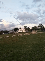 Long segmented kites fly over field during morning hours