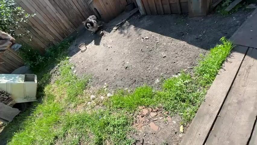 A black and white dog is chained to a doghouse in a yard. The dog is moving around and sniffing the ground. The yard is dirt and grass, with a wooden fence and a wooden deck. The sun is shining, casting shadows.