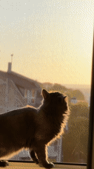 Cat watches sunset from window in Varna, Bulgaria