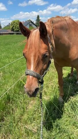 A brown horse with a halter stands in a grassy field. The horse lowers its head to eat grass. The horse is tethered by a rope to a fence. The sun is shining and there are clouds in the sky.