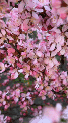Spring blooms documented in Biysk, Russia May morning