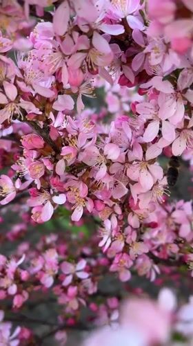 Spring blooms documented in Biysk, Russia May morning