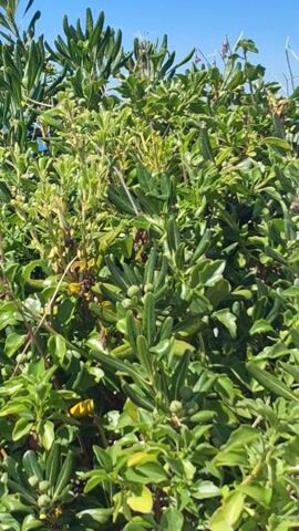 The camera pans from a close-up of a dense green bush with small leaves to reveal a view of the ocean. The sky is blue with some clouds, and the ocean is a darker shade of blue. The bush occupies the right side of the frame, partially obscuring the ocean view. The focus shifts from the bush to the ocean as the camera pans to the left.