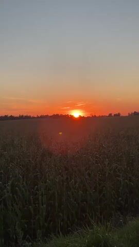 The video shows a static shot of a cornfield at sunset. The sun is low on the horizon, casting a warm orange glow across the sky and the tops of the corn stalks. The sky is clear with some wispy clouds. The cornfield appears to be dense and tall, filling the majority of the frame. The lighting suggests it is either sunrise or sunset. The camera is positioned at an angle that looks across the field towards the sun. There is a small lens flare visible in the image, originating from the sun. The bottom of the frame shows some green grass and possibly the edge of a path or road. No people or animals are visible.