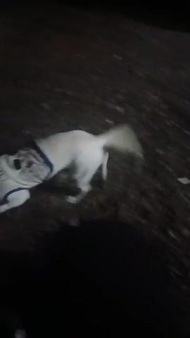 A small white dog with a blue harness plays on the ground. A person's foot in a pink shoe is visible in the bottom right corner of the frame. The setting appears to be outdoors at night, with limited visibility and a dark, possibly dirt, ground.