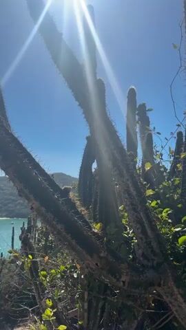 The video shows a close-up shot of a cactus in the foreground with a bright sun flare from the upper left. The background reveals a beautiful coastal landscape with lush green hills, a sandy beach, and turquoise water. There are a few boats visible on the water. The camera pans slightly to the left, revealing more of the coastline and the dense vegetation on the hills. The overall impression is a serene and idyllic tropical beach scene.