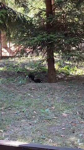 The video shows a wooded area with a large evergreen tree in the center. Two black animals are visible near the base of the tree, partially obscured by foliage. One animal is on its back, while the other appears to be sniffing or interacting with it. The ground is covered in grass and fallen leaves. Sunlight filters through the branches of the trees, creating a dappled lighting effect.