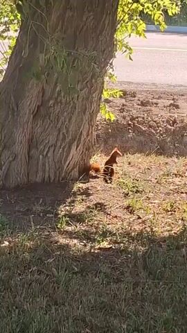 The video shows two squirrels near the base of a large tree. The squirrel in the foreground is facing left and appears to be sniffing the ground. The squirrel in the background is standing upright and looking towards the right. The ground is covered in dry leaves and grass. Sunlight is casting shadows on the ground. In the background, there is a dirt embankment and a road with a white line. The leaves of the tree are visible at the top of the frame.