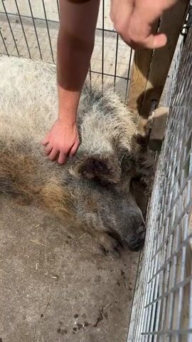 A person's hand is seen petting a pig's woolly back. The pig is lying down in a pen, with its head resting on the ground. The pen appears to be made of metal fencing and wood. The ground inside the pen is dirt or concrete. The lighting suggests it is daytime.