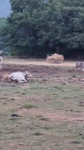 Two cows are in a field. One cow is lying down on its side on the left, and the other cow is standing on the right, facing away from the camera. In the background, there is a bale of hay and a fence. Trees are visible behind the hay bale. The ground is muddy.