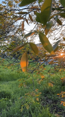 Afternoon sunlight illuminates urban trees and lawn area