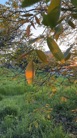 Afternoon sunlight illuminates urban trees and lawn area