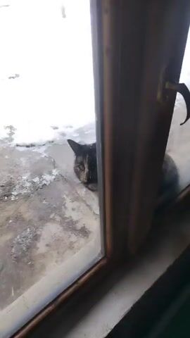 The video shows a person reaching out towards a tortoiseshell cat sitting outside a window. The window frame is wooden and partially obscures the cat, which is on a concrete surface with patches of snow. The person does not open the window or interact with the cat beyond reaching towards it. The cat looks towards the person but remains outside.