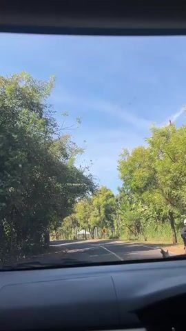 The video, filmed from inside a car looking out the windshield, shows a two-lane road curving to the left under a bright blue sky with scattered clouds. Lush green trees line both sides of the road, some with broad leaves, others with smaller foliage. In the distance, a white tent or canopy is visible on the right side of the road, near a yellow sign with a curved arrow. Two cars are seen on the road: a white car in the left lane approaching the viewer, and a silver car in the right lane moving away from the viewer. The interior of the car, including the dashboard and a portion of the steering wheel, is visible in the foreground. The overall scene depicts a scenic drive through a natural, possibly tropical, environment on a clear day.