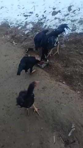The video shows four black chickens eating from a metal food tray on a dirt ground. There is a patch of snow-covered grass in the background. The chickens are actively pecking at the food in the tray.