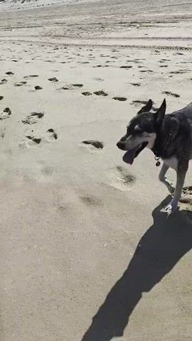 A medium shot captures a dog with black and gray fur standing on a sandy beach. The dog is facing left, with its mouth open and tongue hanging out, appearing to pant or bark. Its shadow stretches out on the sand to its left. Behind the dog, the beach stretches out with numerous footprints. Further in the distance, there's a blue bucket, and beyond that, a long pier extends over the ocean, with buildings visible on the shoreline. The water is calm and light blue, with small waves lapping the shore. The sky is clear and bright. The video also shows close-ups of the sandy beach with footprints.