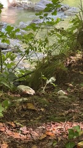 The video shows a close-up view of the forest floor next to a flowing river. The ground is covered with leaves, twigs, and moss. There are several large white rocks scattered around. In the background, the river can be seen flowing over rocks, with sunlight reflecting off the water. Green leaves and branches hang over the scene, partially obscuring the view of the river. The overall impression is a peaceful, natural environment.