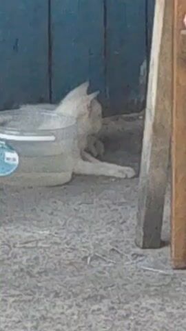 A light-colored cat is lying on the ground next to a plastic bucket. The cat is facing to the right, with its head down and eyes closed, appearing to be asleep. The bucket is translucent and contains a light-colored liquid. The ground is covered in gravel. In the background, there is a blue wooden wall. To the right of the cat, there is a vertical wooden post. The lighting suggests it is daytime.