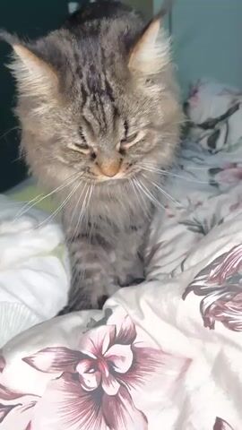 A close-up shot shows a tabby cat with gray and brown fur walking on a bed with floral patterned sheets. The cat is looking down at the bed.