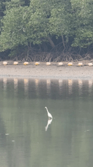 White heron spotted standing still in Wichit waters