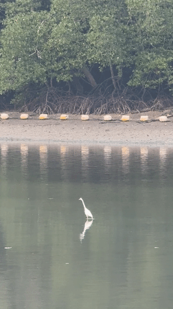 White heron spotted standing still in Wichit waters