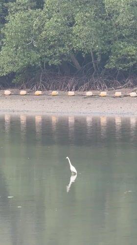White heron spotted standing still in Wichit waters