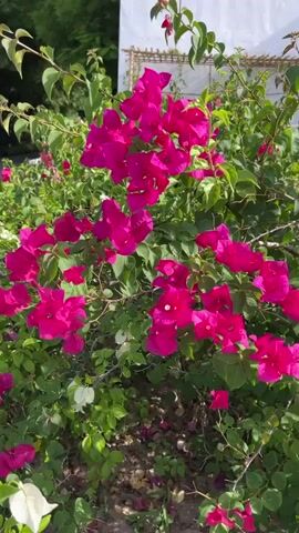 A bright pink bougainvillea bush dominates the foreground of the video, its vibrant flowers clustered together on green stems. The bush is in full bloom, with numerous pink and a few white bracts, which are often mistaken for petals. The leaves are a lush green and appear healthy. The background is slightly blurred but suggests an outdoor setting, possibly a garden or park. There's a hint of a white structure on the right side, possibly a building or a gazebo, and some green foliage suggesting trees or other plants. The lighting indicates it is daytime, likely sunny, given the brightness and the slight shadows visible. The camera is positioned at eye level with the bush, offering a close-up view of the flowers. There are no people visible in the frame. The overall impression is a beautiful and colorful display of nature.