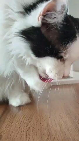 The video shows a black and white cat grooming its paw. The cat is sitting on a wooden floor. The cat licks its paw and then rubs its face with it. The video is zoomed in on the cat's face and paw.