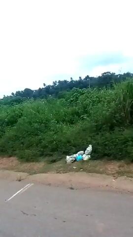 The video shows a roadside view from a moving vehicle, possibly a car. Lush green vegetation, predominantly tall grass and shrubbery, lines the side of the road, creating a dense thicket. Occasional trees punctuate the landscape. The road itself is paved and gray, with a narrow strip of dirt or gravel between the vegetation and the paved surface. The sky is overcast and white.