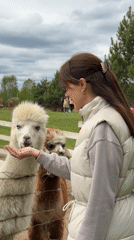 Woman and girl feed alpacas at Ķekava facility