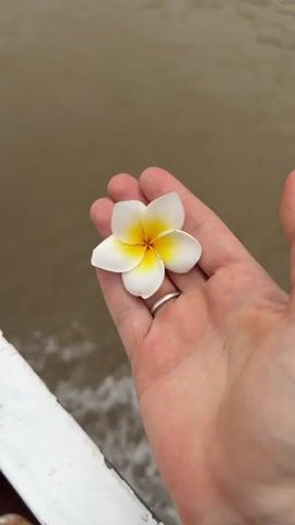 The video shows a close-up shot of a person's open hand holding a white flower with a yellow center. The flower is a frangipani. The hand is positioned in the foreground, with a body of water in the background. The water is murky brown and appears to be choppy, with small waves visible. A white railing or structure is partially visible in the lower left corner of the frame. The person is wearing a silver ring on their left ring finger. The lighting suggests it is daytime, possibly overcast. The camera is mostly still, with slight movements that may indicate the person is holding the hand steady or on a moving surface.