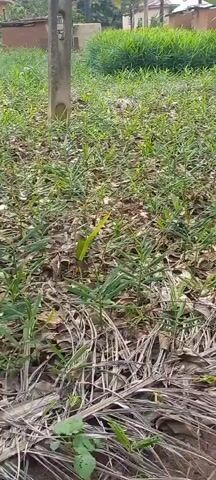 This is a video capturing a rural landscape in Gidan Jatau, Nigeria. The scene is dominated by lush green vegetation, primarily small plants with slender leaves in the foreground, and a larger, denser patch of the same plant in the mid-ground. The ground is covered with fallen brown leaves and dried plant matter, suggesting a natural, unmanicured environment.

In the background, several traditional Nigerian houses with corrugated metal roofs are visible, interspersed with tall palm trees. The presence of these buildings indicates a settled, inhabited area, likely a village or a small community.

The video pans slightly, offering a dynamic view of the cultivated plants and the surrounding structures. The time of day appears to be daytime, with soft, diffused lighting that suggests it might be overcast or late afternoon. The overall atmosphere is tranquil and rural. There is no visible text in the video. The activity appears to be a peaceful view of agriculture or natural growth in a Nigerian village.