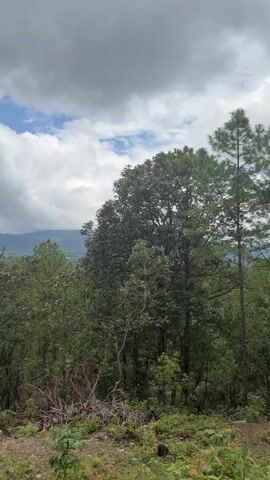 The video shows a panning shot of a forest landscape. The foreground features a dirt path with scattered dry leaves and some green plants. To the right, a tall pine tree stands prominently. The midground is filled with dense green foliage, including various trees and undergrowth. In the background, rolling hills covered in trees are visible under a cloudy sky. The clouds are a mix of white and gray, with patches of blue sky showing through. The camera pans from left to right, revealing more of the forest and the distant hills. There are no people or animals visible in the video. The overall impression is of a natural, somewhat wild environment.