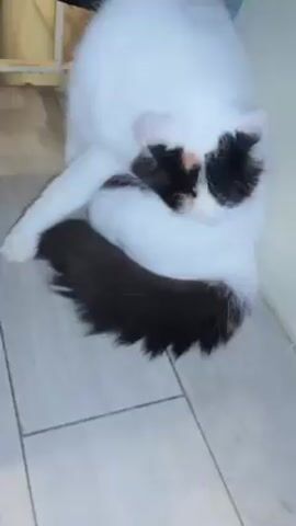 A cat is sitting on a wood-look tile floor. The cat is mostly white with black markings on its face and a long, fluffy black tail. The cat is curled up against a wall, appearing to be grooming or cleaning itself. There's a partial view of some objects in the background.