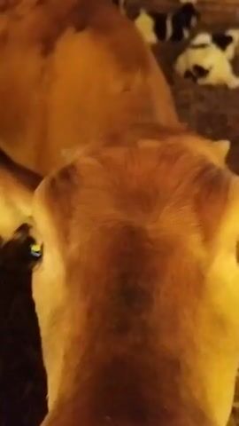 The video shows a close-up of a cow's face. The cow is light brown and appears to be looking directly at the camera. Its mouth is open, and it seems to be chewing or licking something. In the background, several other cows, some of which are black and white calves, can be seen lying down or standing. The environment appears to be an indoor enclosure, possibly a barn or stable, with straw or hay on the ground. The lighting is dim, giving the scene a warm, earthy tone. The camera is held at a low angle, emphasizing the cow's large eyes and snout.